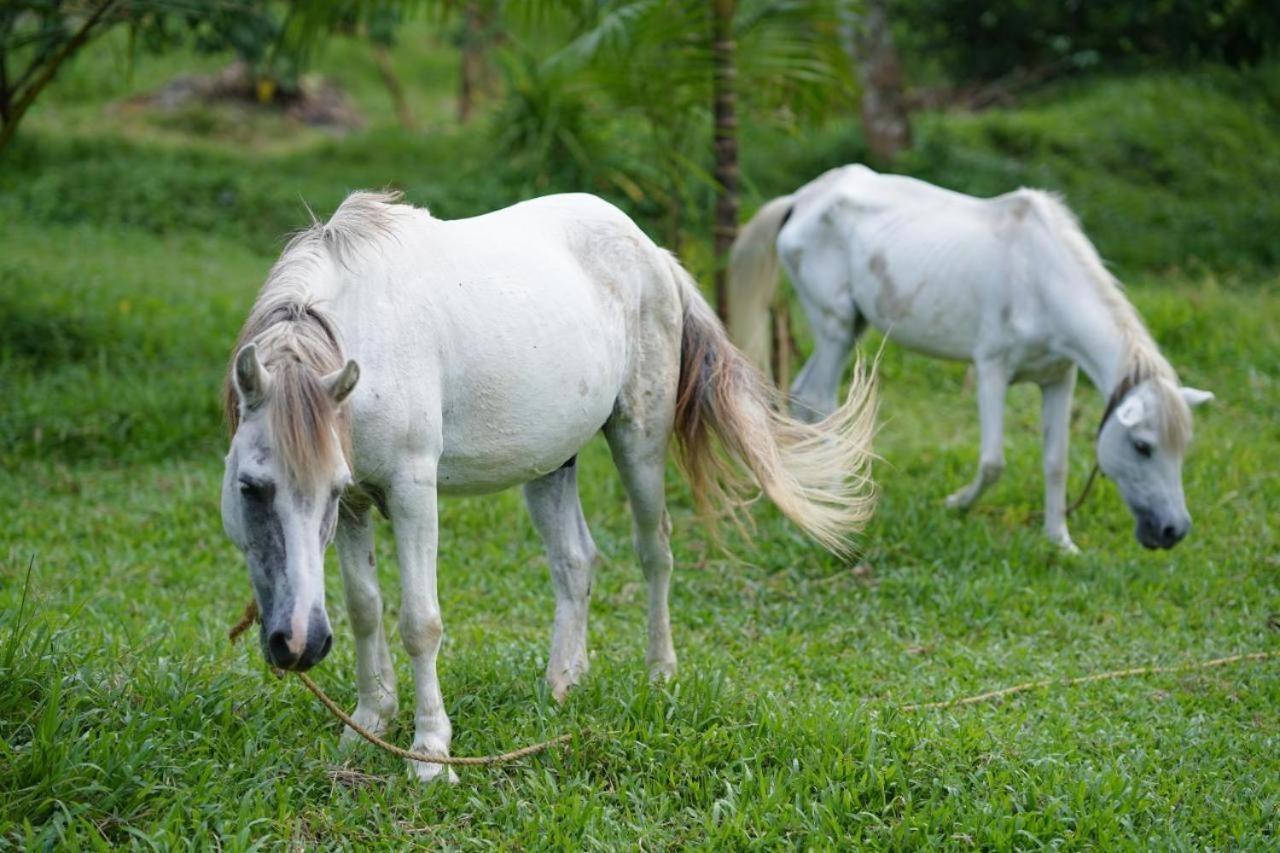 Carmel Tourism Village Kotamangalam Zewnętrze zdjęcie